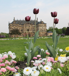 Bild: Frühjahrsblüher vor dem Palais im Großen Garten Dresden