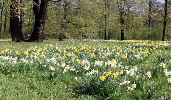 Galerie Frühling im Großen Garten - Bild 3