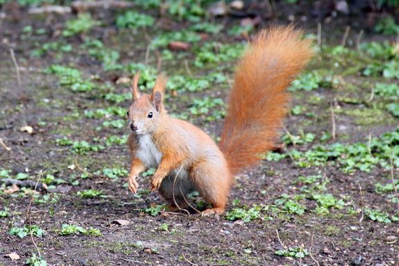 Galerie Frühling im Großen Garten - Bild 4