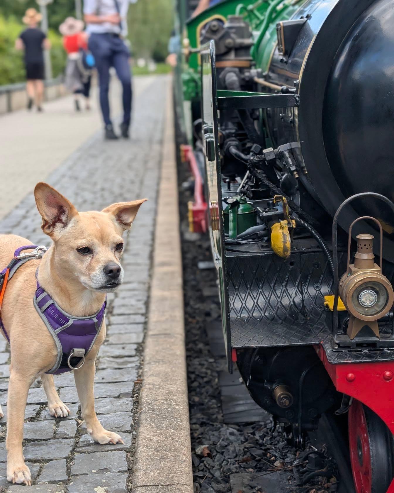ein Hund steht auf dem Bahnsteig neben der Dampflok